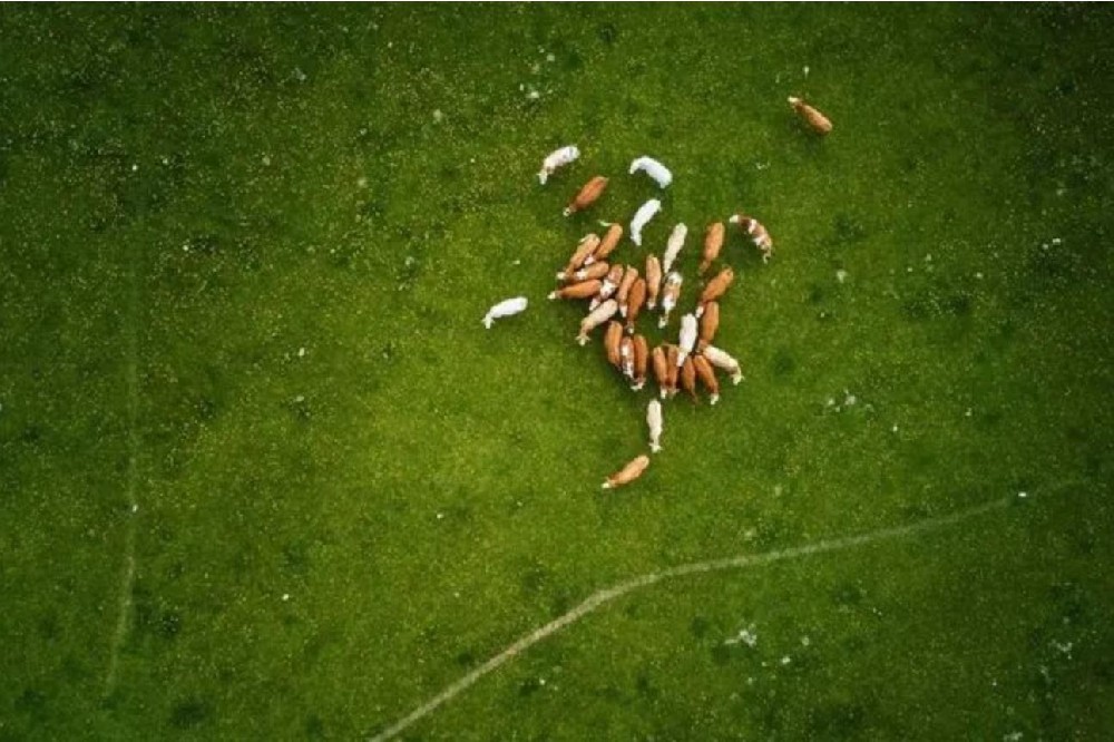 2022年中央一号文件会怎样？历年中央一号文件要点回顾！