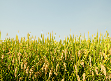 湖南长沙宁乡国家现代农业产业园案例应用